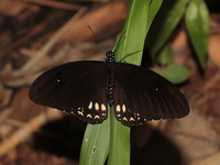 Burmese Raven - ssp mahadeva - male  - Kui Buri NP