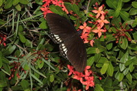 Burmese Raven - ssp mahadeva - male  - Ta Phraya NP