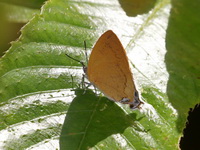 Cardinal - ssp marciana - female  - Khao Ramrom