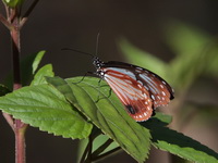 Chestnut Tiger - ssp sita - male  - Doi Lang