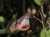 Chestnut Tiger - ssp sita - male  - Doi Inthanon NP