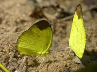 Chocolate Grass Yellow - ssp sodalis  - Phuket