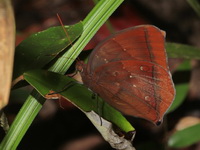 Chocolate Jungleglory - ssp noureddin - male  - Khao Banthad WS