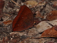 Chocolate Jungleglory - ssp noureddin - male  - Khao Banthad WS