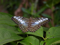 Clipper - ssp lilacinus  - Phuket