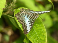 Clipper - ssp lilacinus  - Phuket