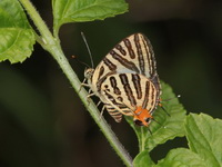 Club Silverline - ssp terana - female  - Phang Nga