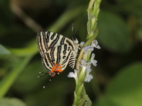 Club Silverline - ssp terana - female  - Phang Nga