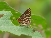 Club Silverline - ssp terana - male  - Phuket
