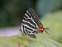Club Silverline - ssp terana - male  - Phuket