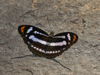 Colour Sergeant - ssp asita - male  - Phu Langka NP