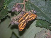 Colour Sergeant - ssp subrata - female form neftina  - Phuket