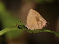 Common Acacia Blue - ssp quercetorum - female  - Baan Maka