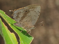 Common Acacia Blue - ssp quercetorum - male  - Thung Chalee
