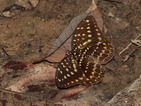 Common Archduke - ssp dirteana - female  - Khao Banthad WS