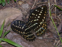 Common Archduke - ssp dirteana - female  - Phuket