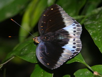 Common Archduke - ssp dirteana - male  - Phuket
