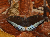 Common Archduke - ssp dirteana - male  - Khao Banthad WS