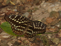 Common Archduke - ssp jadeitina - female  - Baan Maka