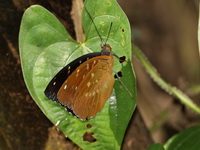 Common Archduke - ssp jadeitina - male  - Khao Laem NP