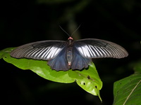 Common Batwing - ssp varuna - female  - Thale Ban NP