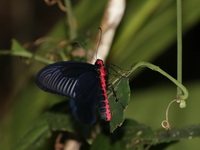 Common Batwing - ssp varuna - male  - Bala