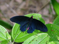 Common Batwing - ssp varuna - male  - Phuket