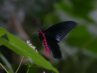Common Batwing - ssp varuna - male  - Phuket