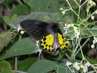 Common Birdwing - ssp cerberus - female  - Phuket