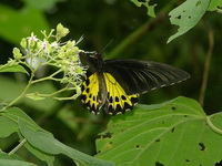 Common Birdwing - ssp cerberus - female  - Phuket