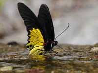 Common Birdwing - ssp cerberus - male form cerberus  - Bang Lang NP