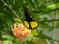 Common Birdwing - ssp cerberus - male form eumagos  - Phuket