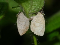Common Brownie - ssp learchus  - Phuket