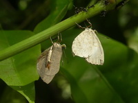 Common Brownie - ssp learchus  - Phuket