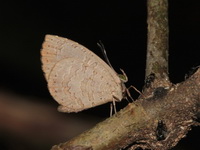 Common Brownie - ssp learchus  - Khao Ramrom