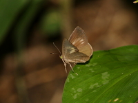 Common Brownie - ssp learchus  - Khao Luk Chang