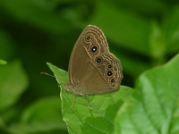 Common Bushbrown - ssp cepheus  - Phuket
