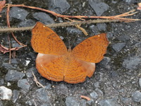 Common Castor - ssp ginosa  - Khao Luang Krung Ching NP
