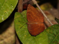 Common Castor - ssp ginosa  - Bang Lang NP