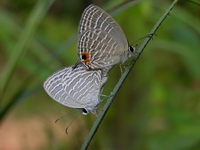 Common Cerulean - ssp celeno  - Phuket