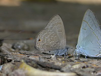 Common Ciliate Blue - ssp goberus  - Kaeng Krachan NP