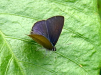 Common Ciliate Blue - ssp goberus  - Phuket