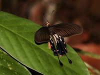 Common Clubtail - ssp doubledayi - female  - Khao Pu Khao Ya NP