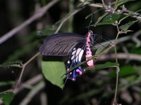 Common Clubtail - ssp doubledayi - male  - Phuket