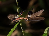 Common Clubtail - ssp doubledayi  - Khao Pra Bang Khram WS