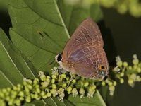 Common Cornelian - ssp epijarbas  - Baan Maka