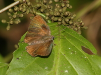 Common Cornelian - ssp epijarbas  - Kaeng Krachan NP