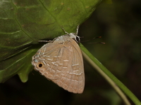 Common Cornelian - ssp epijarbas  - Kaeng Krachan NP