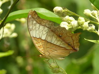 Common Cruiser - ssp erota - female  - Phuket