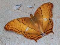 Common Cruiser - ssp erota - male  - Kaeng Krachan NP